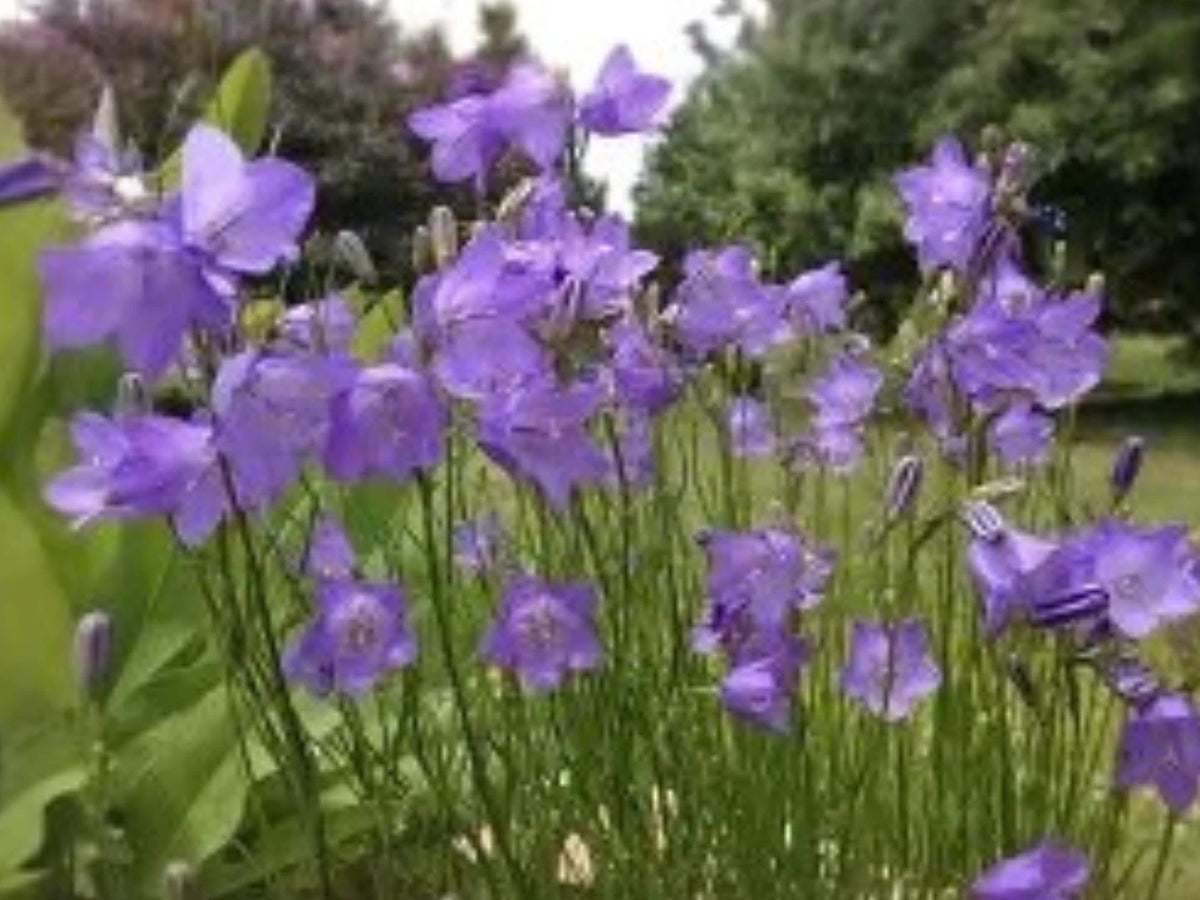Campanula rotundifolia Harebells Seeds – Native Blue Wildflower Pollinator Plant, 100 Seeds