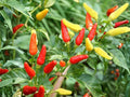 Tabasco Pepper Seeds - 25 Heirloom Hot Chili Seeds for Sauce
