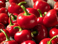 Heirloom Hot Cherry Pepper Seeds – 25 Vegetable Seeds for Garden