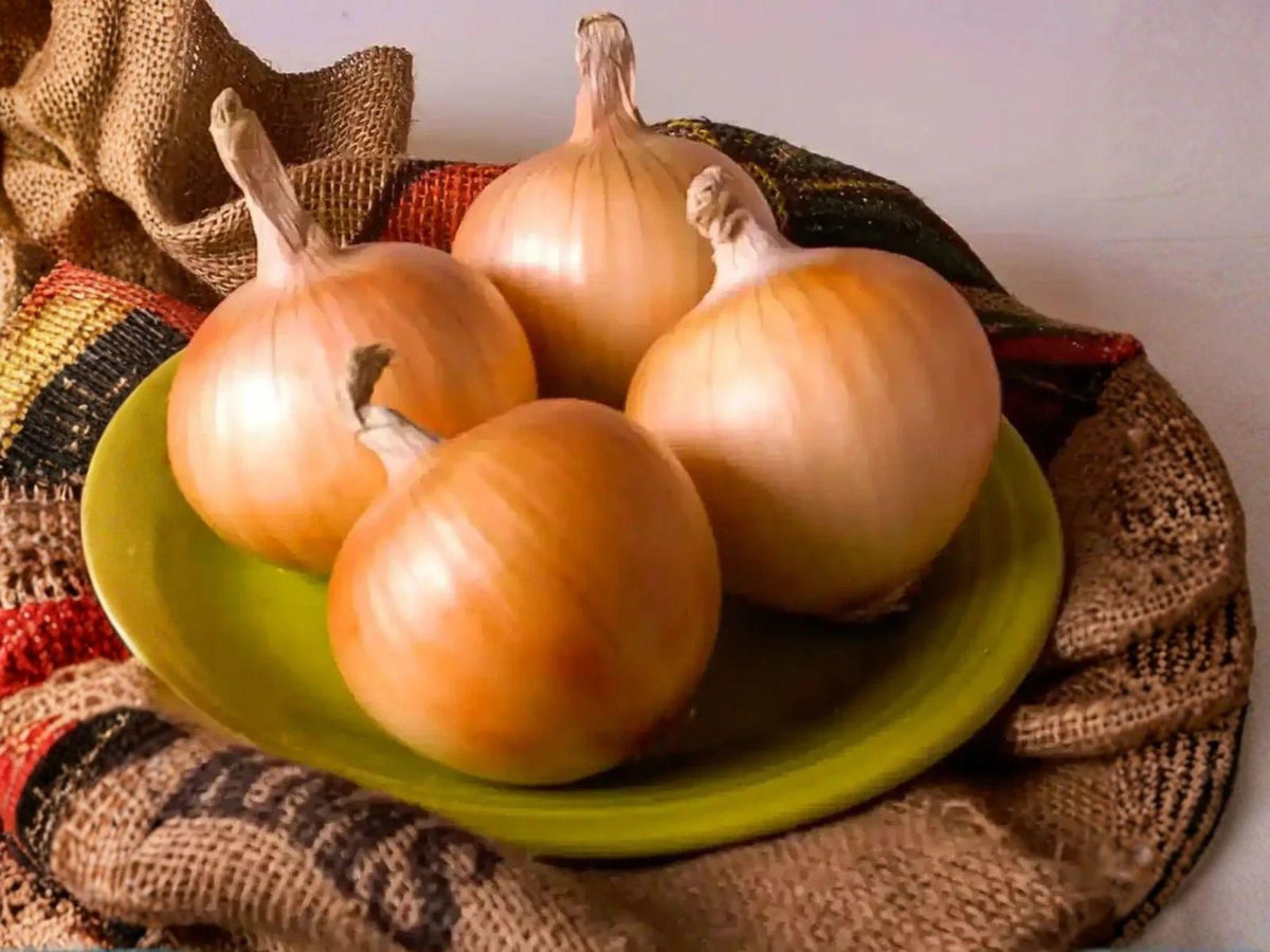 Texas Grano Onion Seeds - 50 Heirloom Sweet Yellow Vegetable Seeds