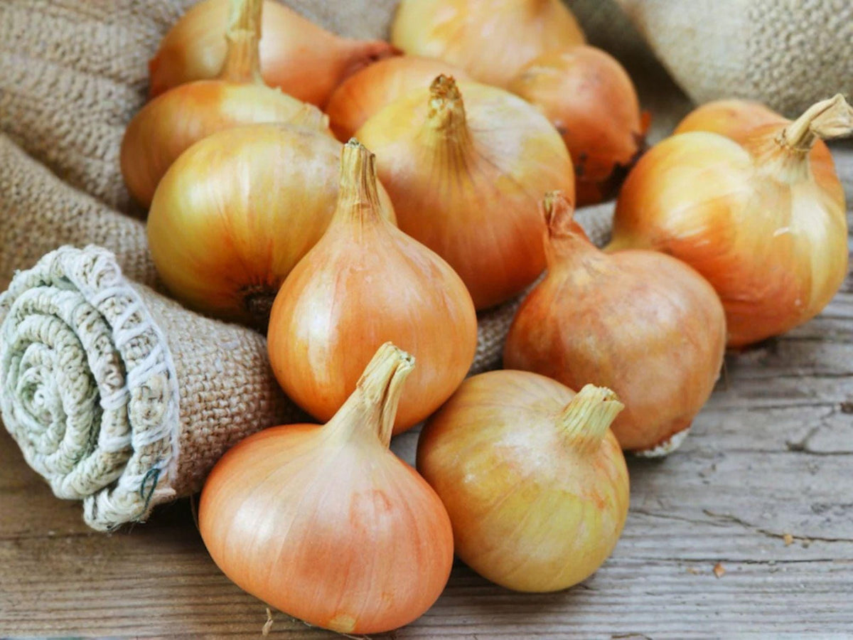 Burrell's Yellow Valencia Onion Seeds - 50 Heirloom Seeds for Storage