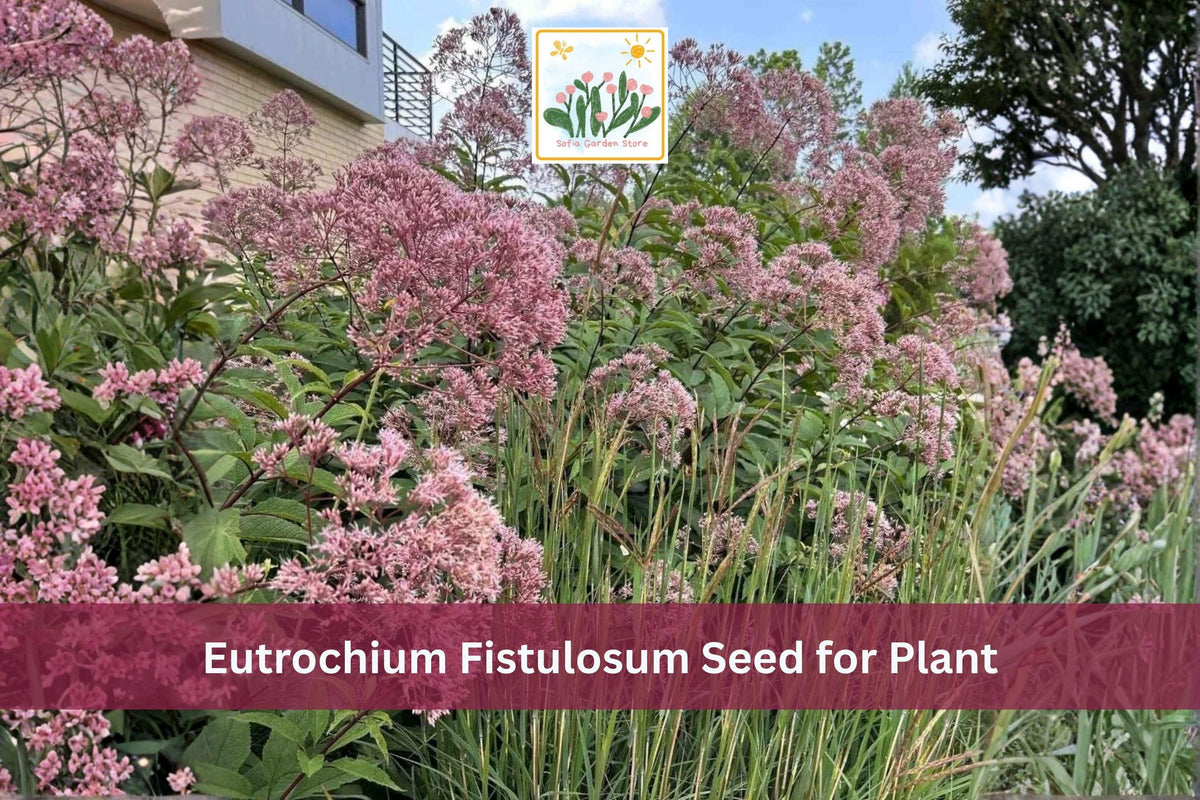 100 Seeds Hollow Joe-Pye Weed Eutrochium fistulosum Native Tall Purple Wildflower Meadow Perennial