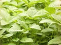 White Light Green Amaranth Seeds - 500 Seeds | Heat Tolerant Edible Leaf Vegetable