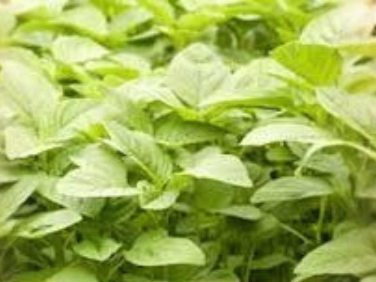 White Light Green Amaranth Seeds - 500 Seeds | Heat Tolerant Edible Leaf Vegetable