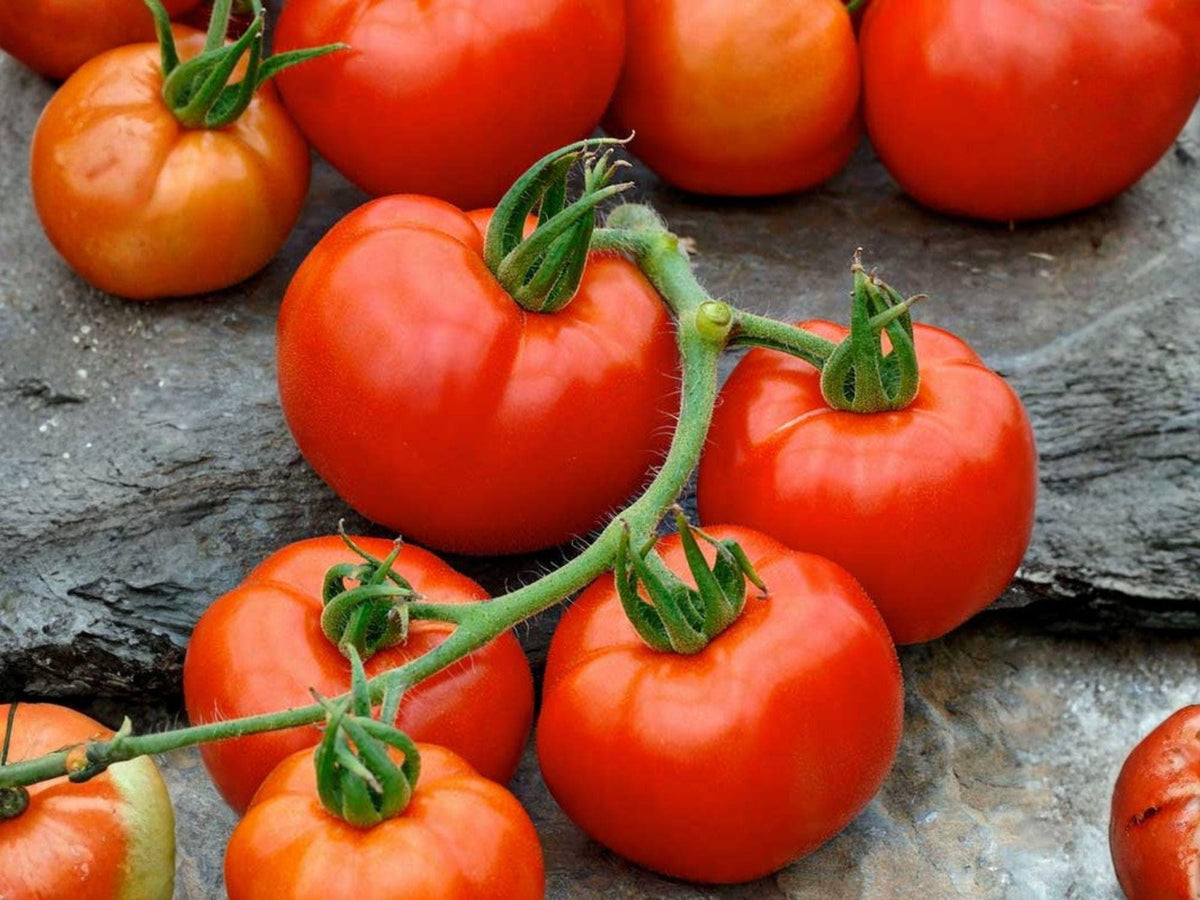 30 Rutgers Tomato Seeds – Heirloom Red Slicer, High Yield