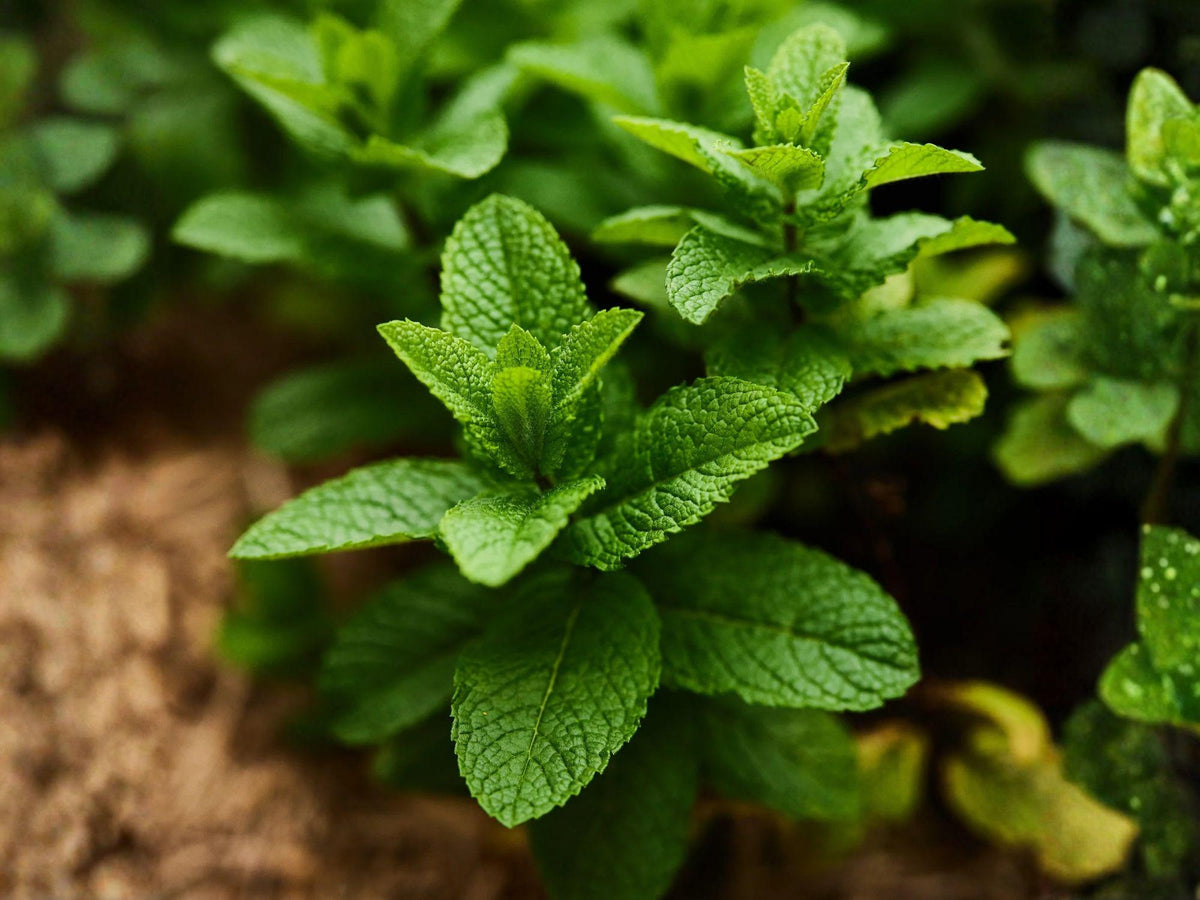 100 Spearmint Herb Seeds - Aromatic Culinary Mint for Tea & Gardens