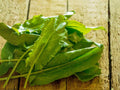 100 Large Leaf Sorrel Seeds – Lemon Herb, Perennial Garden Greens