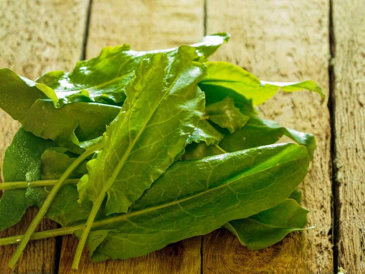 100 Large Leaf Sorrel Seeds – Lemon Herb, Perennial Garden Greens