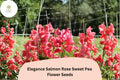 50 Salmon Rose Sweet Pea Seeds – Climbing Vine for Garden Planting