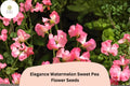 50 Elegance Watermelon Sweet Pea Seeds – Pink Bicolor Climbing Vine