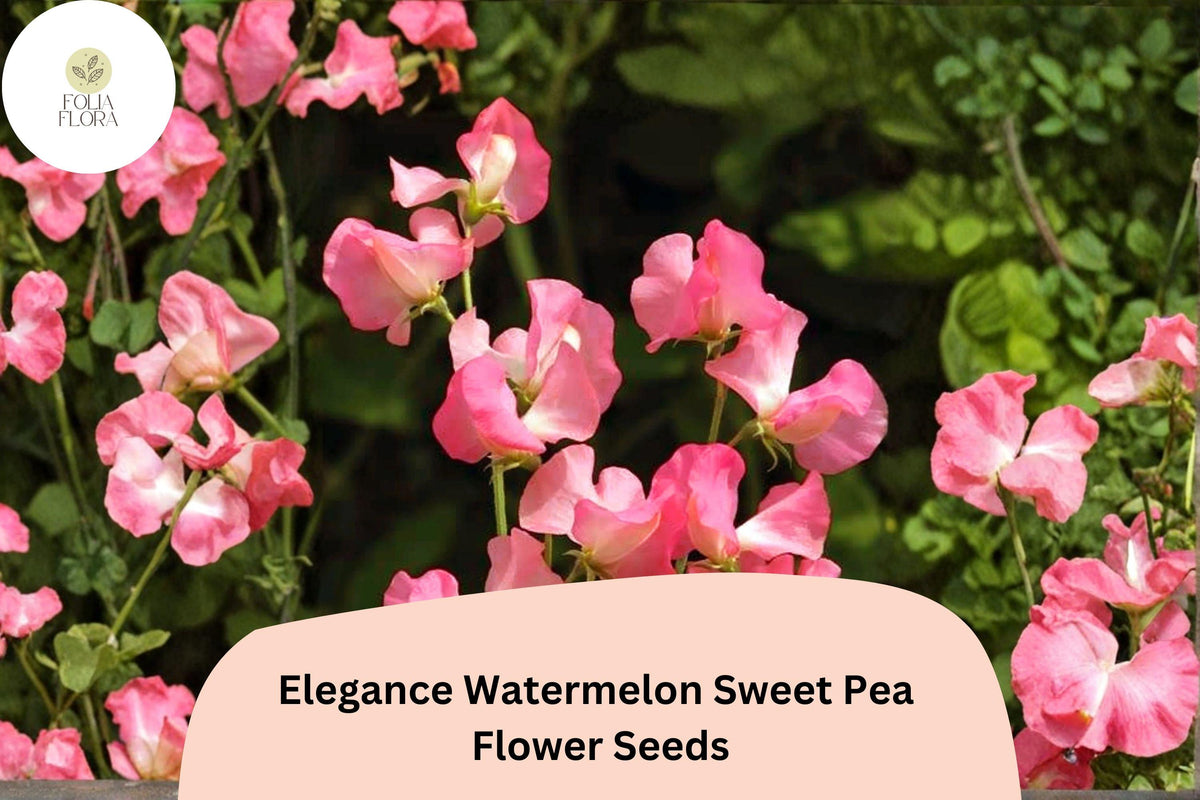 50 Elegance Watermelon Sweet Pea Seeds – Pink Bicolor Climbing Vine
