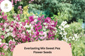 Everlasting Mix Sweet Pea Seeds – 50 Lathyrus latifolius Perennial Climbing Vine Mixed Colors
