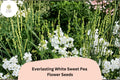 White Sweet Pea Seeds - Perennial Climbing Vine Garden Flowers (50 Seeds)
