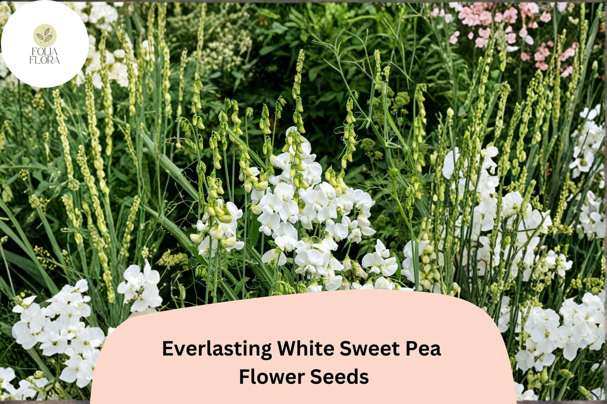White Sweet Pea Seeds - Perennial Climbing Vine Garden Flowers (50 Seeds)