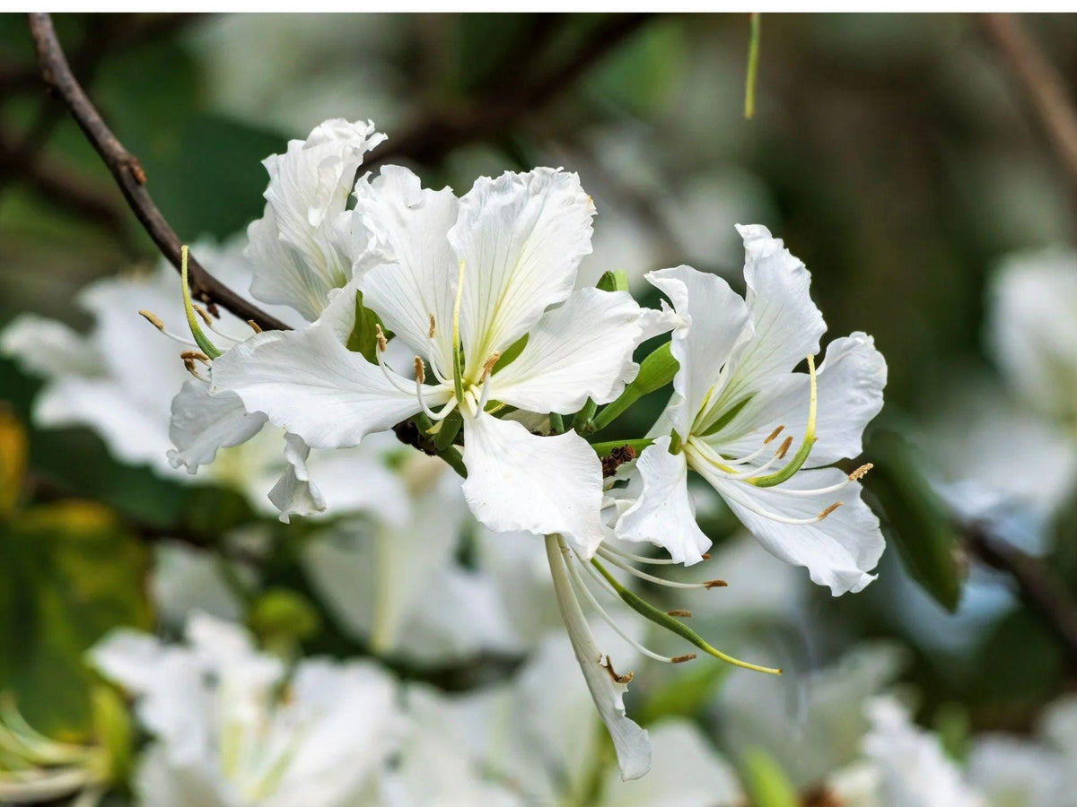 10 White Orchid Tree Seeds – Bauhinia alba Flowering Plant