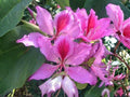 10 Bauhinia Purpurea Seeds - Purple Orchid Tree Flowering Plant