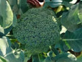 Di Cicco Broccoli Seeds – 500 Heirloom Sprouting Broccoli Seeds for Planting