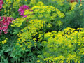 Bouquet Dill Herb Seeds – 500 Seeds for Planting