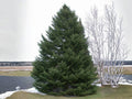 30 Balsam Fir Seeds – Abies Balsamea Lake State Fir Tree Seeds for Planting