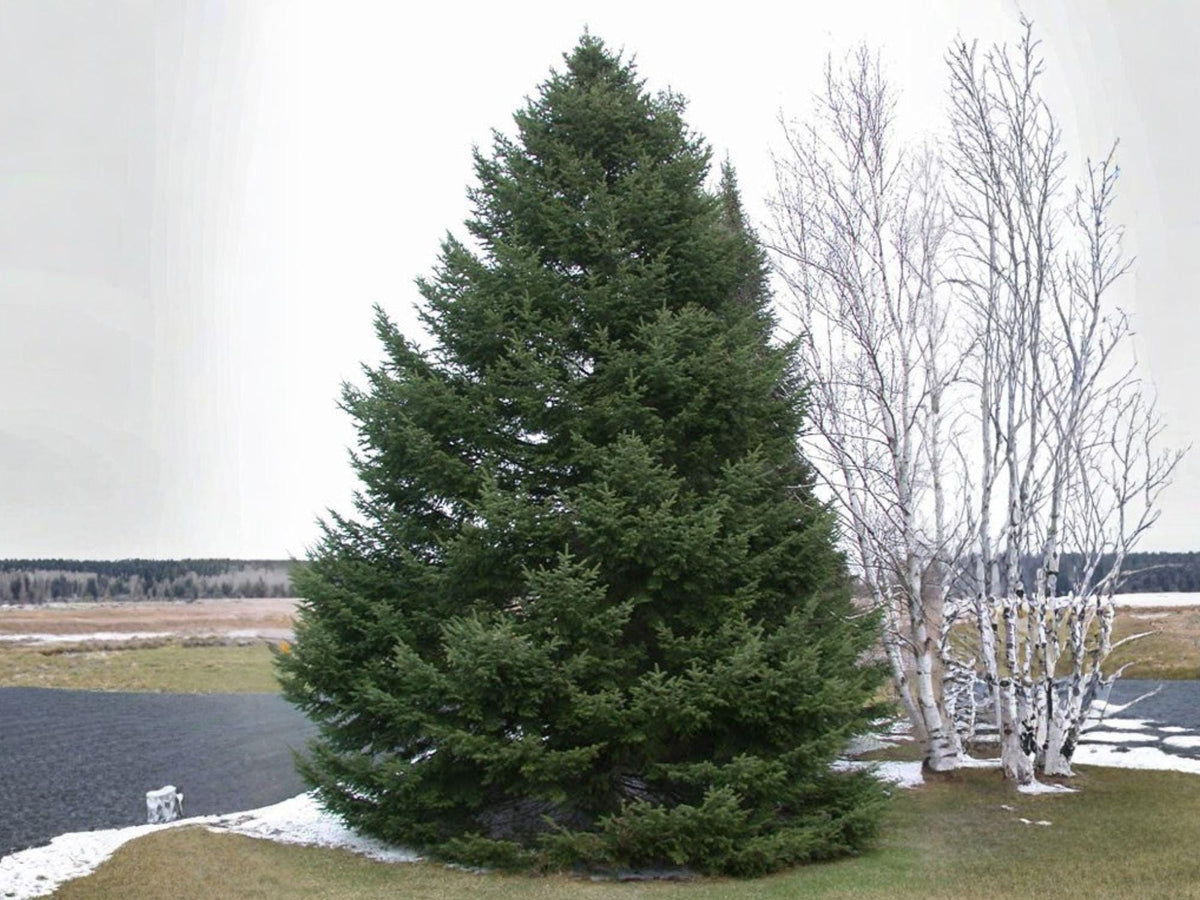 30 Balsam Fir Seeds – Abies Balsamea Lake State Fir Tree Seeds for Planting