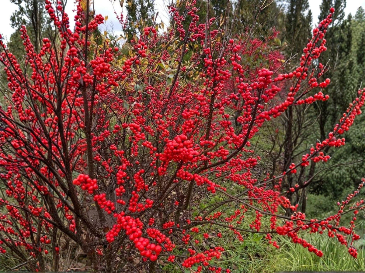 25 Winterberry Holly Seeds - Ilex verticillata Tree Seeds for Planting