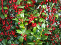 25 Ilex Cornuta Seeds - Chinese Holly Tree Seeds for Planting