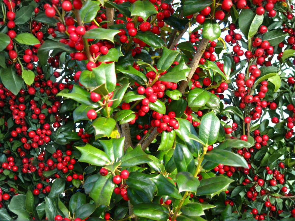 25 Ilex Cornuta Seeds - Chinese Holly Tree Seeds for Planting