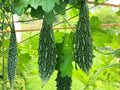 Dark Jade Bitter Melon Seeds – Hybrid Asian Gourd Vine, 5 Seeds