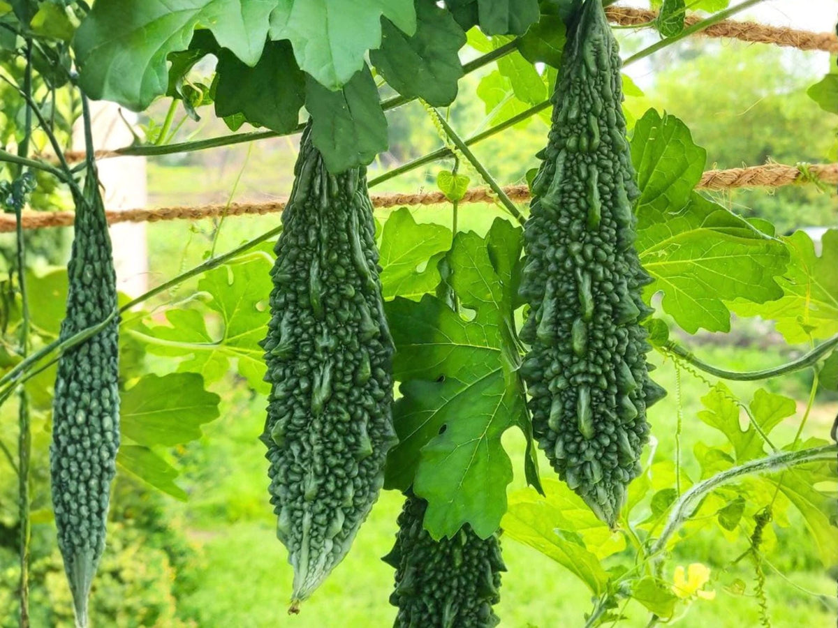 Dark Jade Bitter Melon Seeds – Hybrid Asian Gourd Vine, 5 Seeds