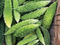 Futo Spindle Bitter Gourd Seeds – 5 Seeds Asian Bitter Melon Vine