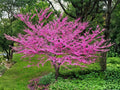 10 Chinese Redbud Tree Seeds - Pink Spring Blooms, Ornamental Cercis chinensis