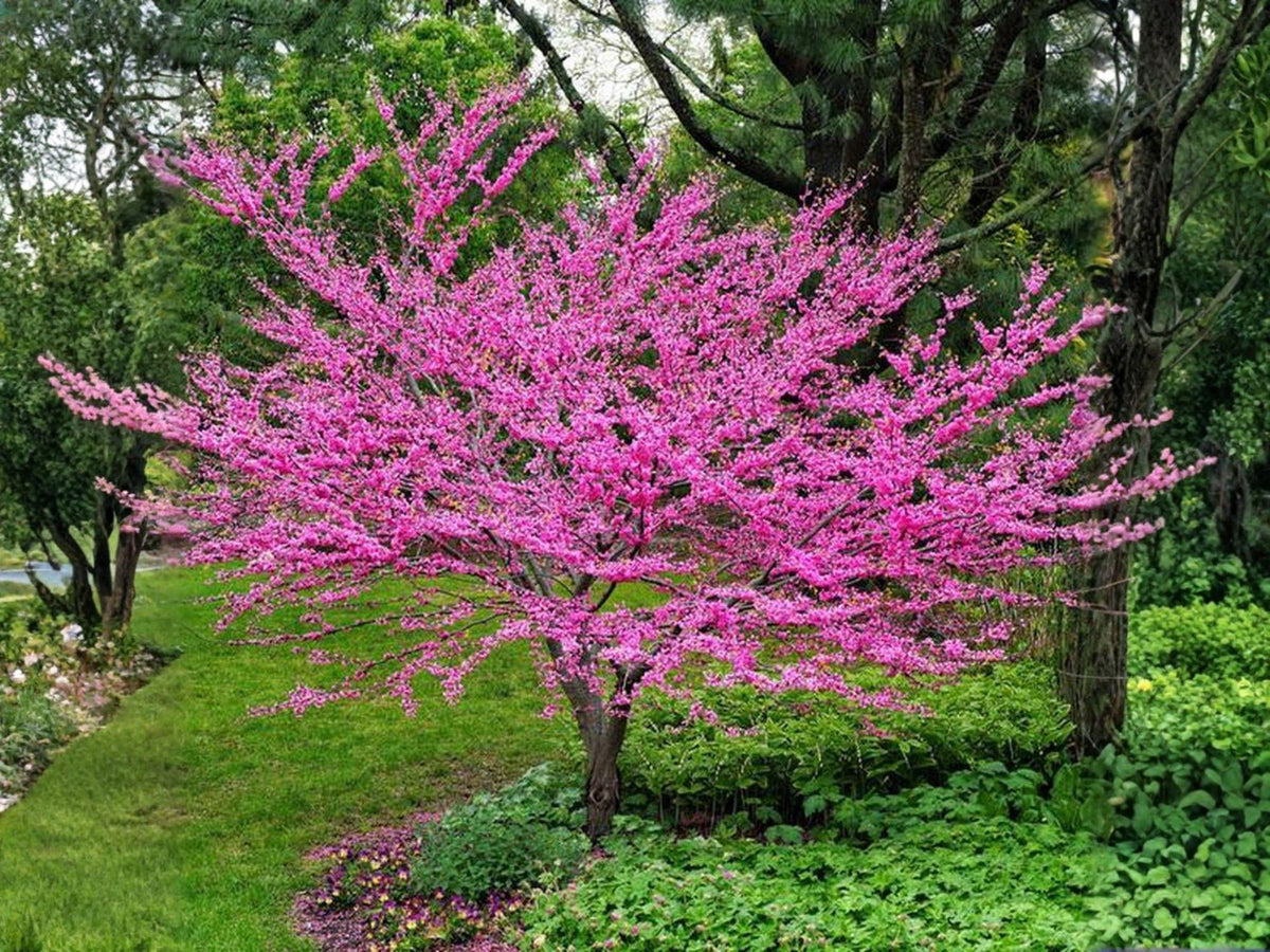 10 Chinese Redbud Tree Seeds - Pink Spring Blooms, Ornamental Cercis chinensis