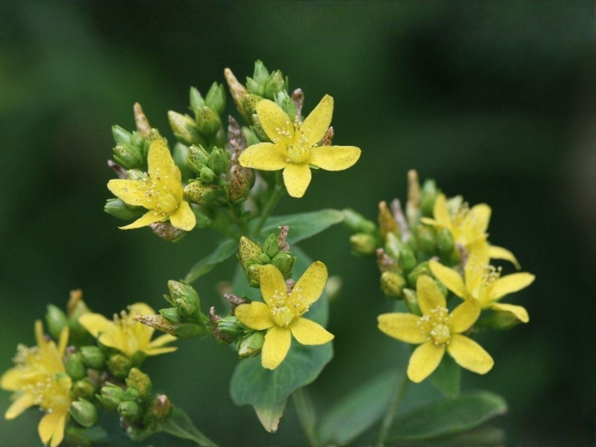 500 Dotted St John's Wort Seeds - Hypericum perforatum Medicinal Herb