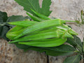 Clemson Spineless Okra Seeds – 100 Heirloom Vegetable Seeds for Planting