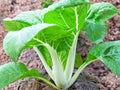 White Stem Pak Choi Seeds – 500 Bok Choy Seeds for Planting Fast Growing Asian Greens