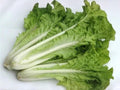Fun Jen Pak Choi Seeds – Frilly Leaf Hybrid Bok Choy for Planting (100 Seeds)