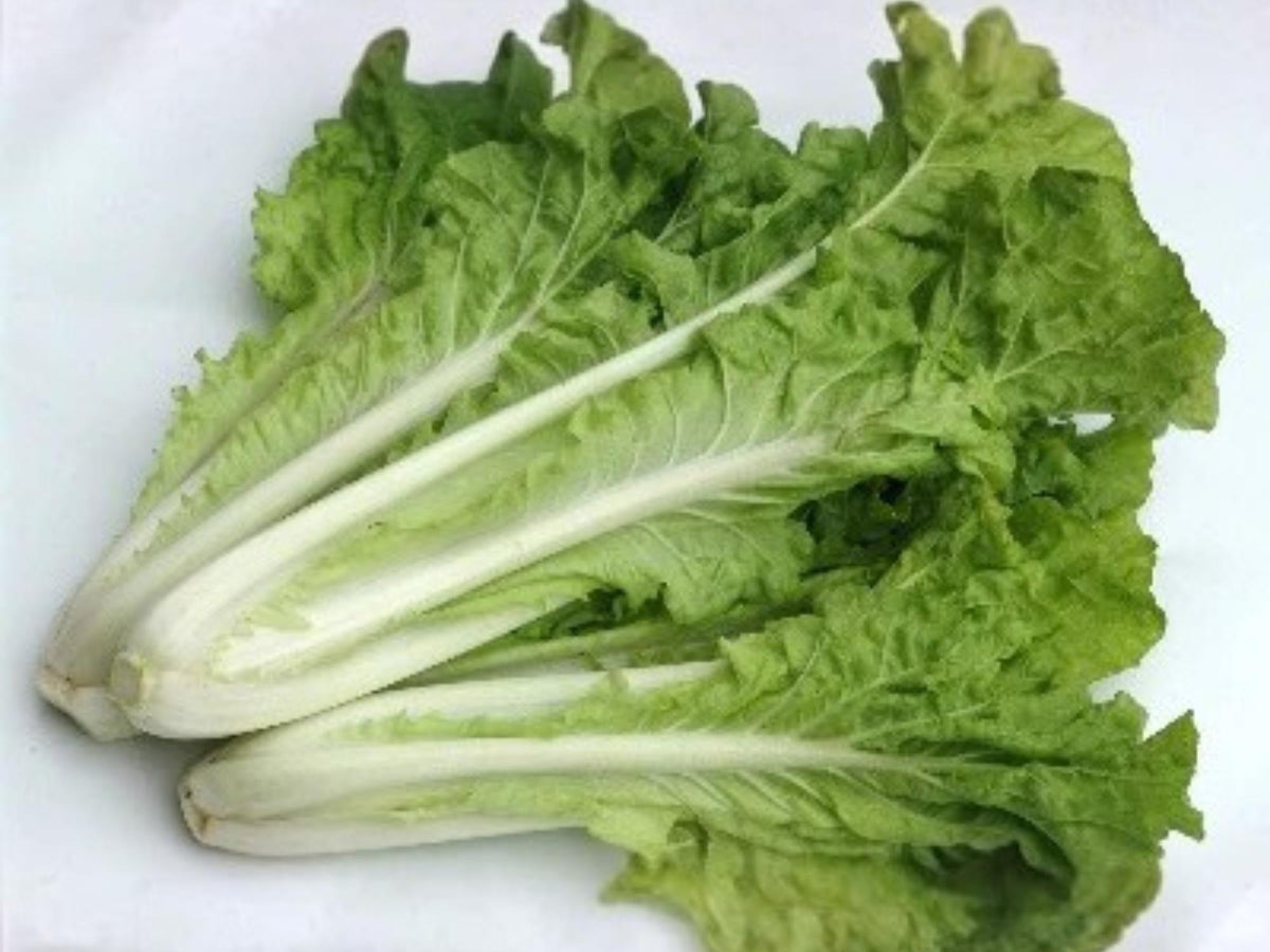 Fun Jen Pak Choi Seeds – Frilly Leaf Hybrid Bok Choy for Planting (100 Seeds)