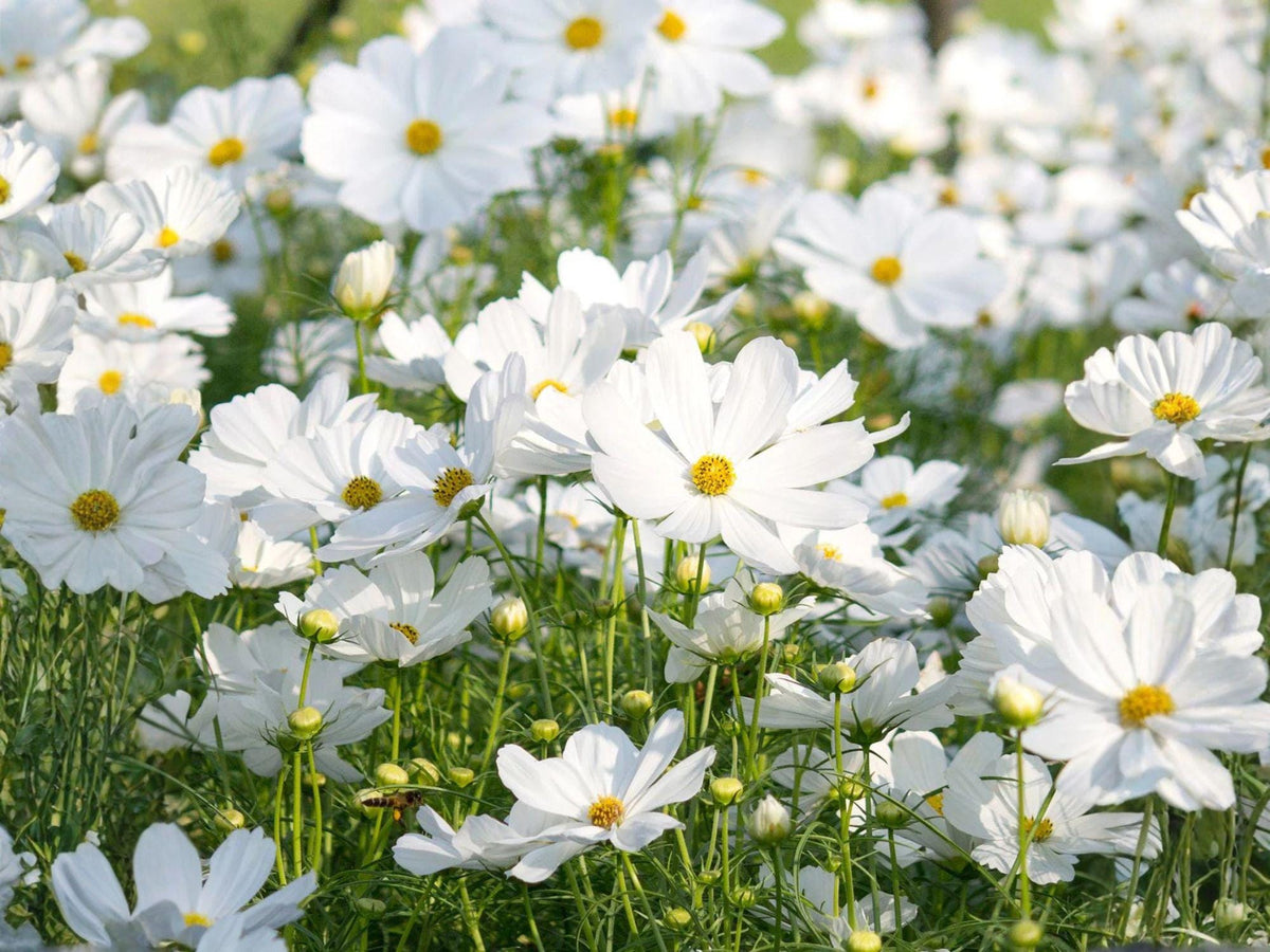 100 Cosmos Purity Seeds - White Annual Flower, Pollinator Friendly