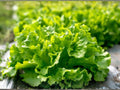 1000 Black Seeded Simpson Lettuce Seeds – Heirloom Leaf Lettuce, Fast Growing