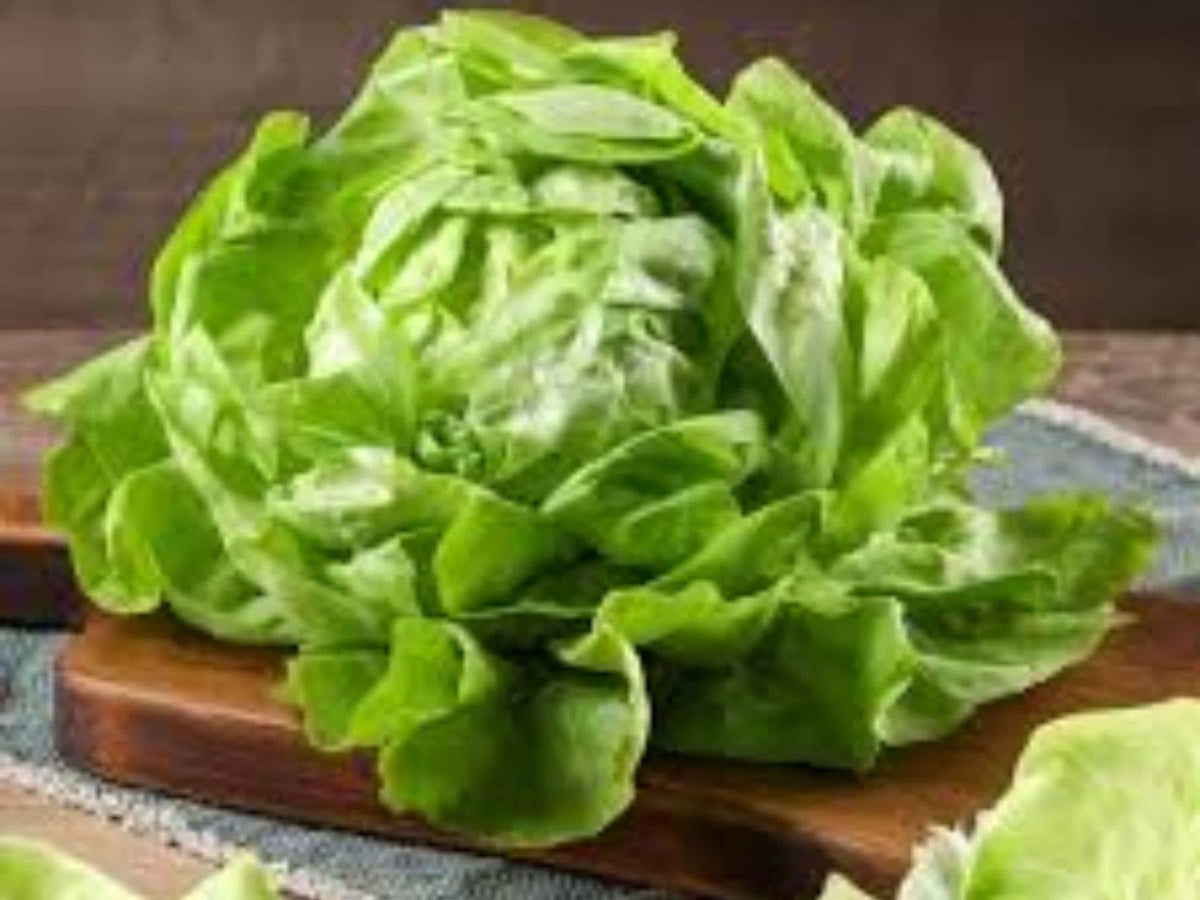 Bibb Lettuce Seeds - 1000 Heirloom Butterhead Vegetable Seeds for Planting