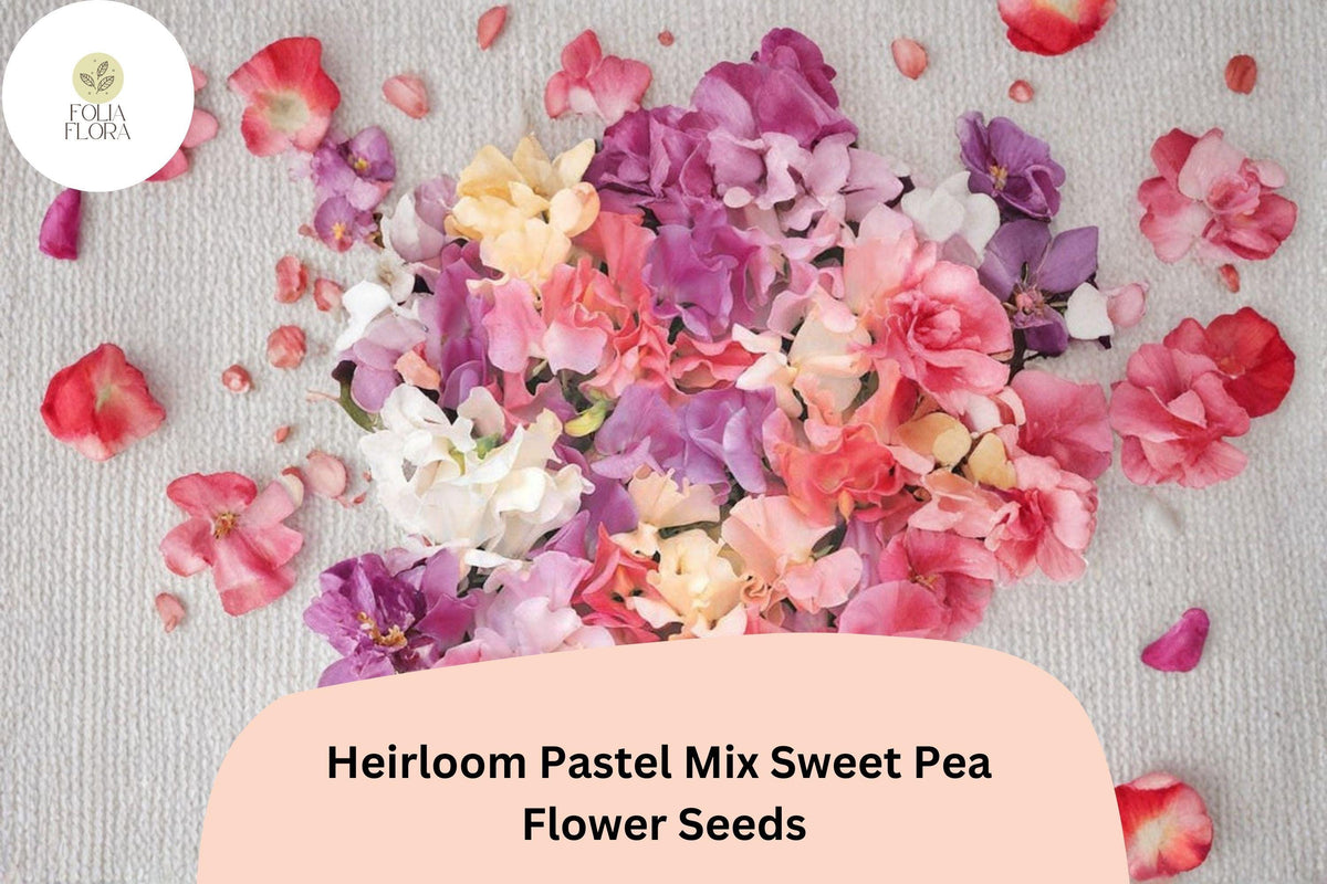 50 Heirloom Pastel Sweet Pea Seeds – Lathyrus odoratus