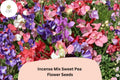 Incense Mix Sweet Pea Seeds – 50 Lathyrus odoratus Mixed Colors Garden Flowers
