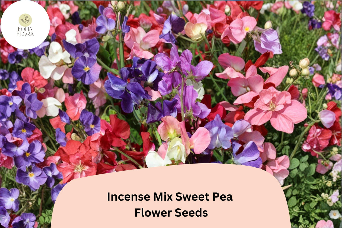 Incense Mix Sweet Pea Seeds – 50 Lathyrus odoratus Mixed Colors Garden Flowers