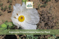 15 Seeds Argemone polyanthemos Prickly Poppy Native Wildflower Drought Tolerant