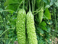 Dark Jade Bitter Melon Seeds – 5 Hybrid Asian Gourd Seeds for Planting