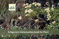 50 Eriogonum heracleoides Seeds Parsnipflower Wild Buckwheat Native Perennial Drought Tolerant Wildflower