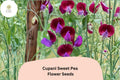 50 Cupani Sweet Pea Seeds | Heirloom Purple Bicolor Fragrant Flowers