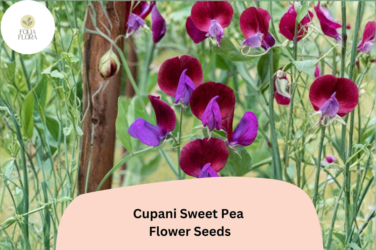 50 Cupani Sweet Pea Seeds | Heirloom Purple Bicolor Fragrant Flowers