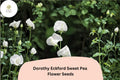 50 Dorothy Eckford Sweet Pea Seeds - Fragrant White Climbing Flowers