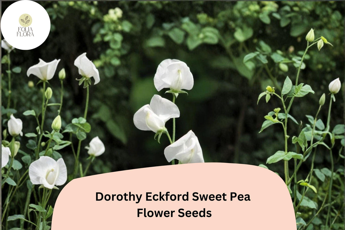 50 Dorothy Eckford Sweet Pea Seeds - Fragrant White Climbing Flowers